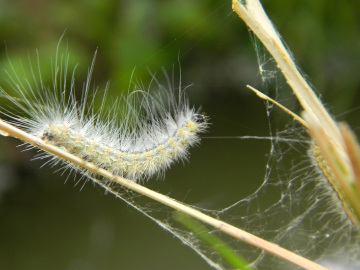 Invasione di campi: Hyphantria cunea